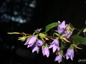 ua120728nachtpuzzeltocht22.JPG